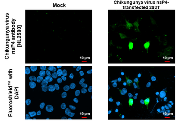 Anti-Chikungunya virus nsP4 antibody [HL2580] used in Immunocytochemistry/ Immunofluorescence (ICC/IF). GTX638958